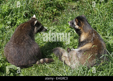 Gemeinsamen Waschbär und Marderhund Stockfoto