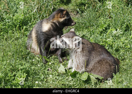 Gemeinsamen Waschbär und Marderhund Stockfoto