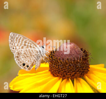 Winzige marine Blue Butterfly Fütterung auf eine Black-Eyed Susan Blume Stockfoto