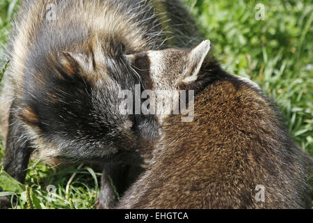 Gemeinsamen Waschbär und Marderhund Stockfoto