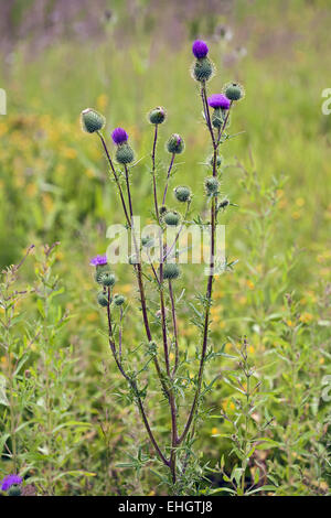 Cirsium Vulgare, Kratzdistel Stockfoto