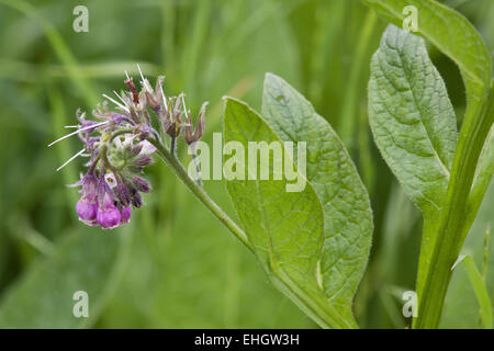 Gemeinsamen Beinwell Symphytum officinale Stockfoto