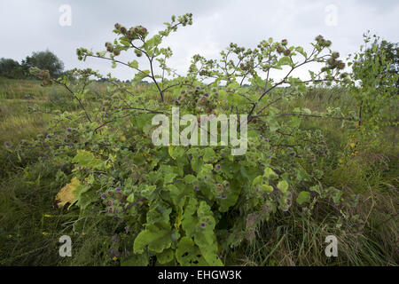 Die große Klette, Arctium lappa Stockfoto