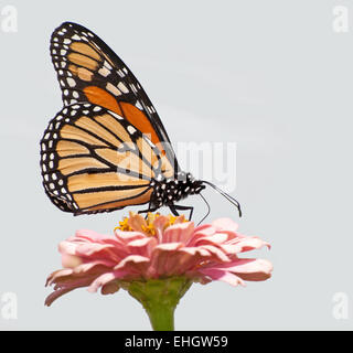 Monarch-Schmetterling Fütterung auf eine rosa Zinnia Blume gegen hellen Hintergrund Stockfoto