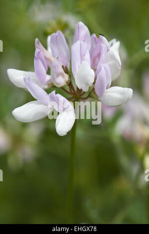 Lila Krone Wicke Coronilla varia Stockfoto