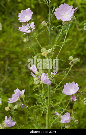 Größere Moschusmalve, Malva alcea Stockfoto