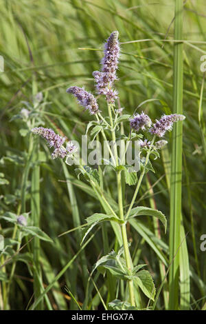 Mentha Longifolia, Pferd Minze Stockfoto