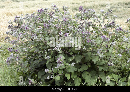 Wollige Klette, Arctium Hornkraut Stockfoto