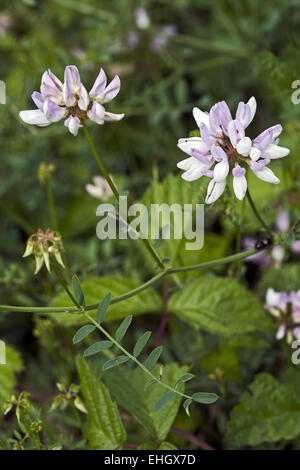 Lila Krone Wicke Coronilla varia Stockfoto