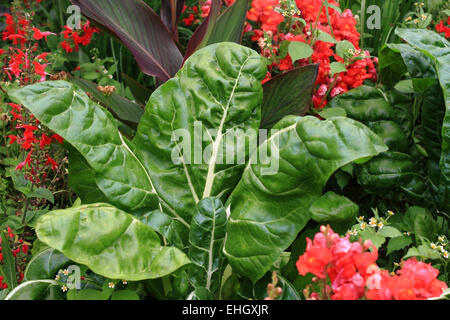 Beta Vulgaris im Bauernhaus Garten Stockfoto