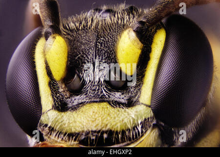 Mikro Foto von einer Wespe Stockfoto