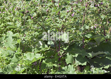 Die große Klette, Arctium lappa Stockfoto