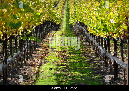 Herbst-Weingut im Napa Valley Stockfoto