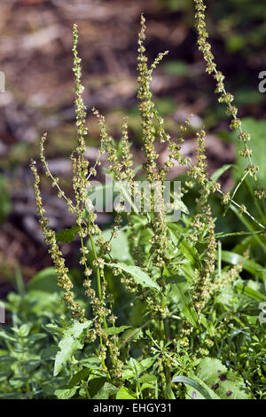 Rumex Obtusifolia, Broad-leaved Dock Stockfoto