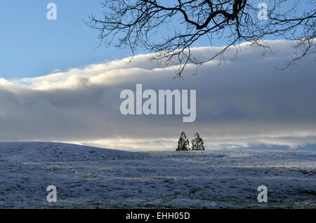 Schneelandschaft in Dalmuir Park, zwei Bäume, die bis über den Horizont emporragen. Stockfoto