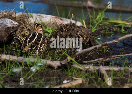 Wilson's Snipe versucht zu verbergen Stockfoto