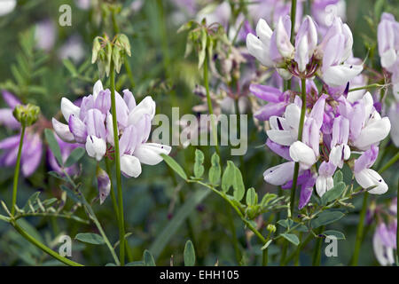 Lila Krone Wicke Coronilla varia Stockfoto