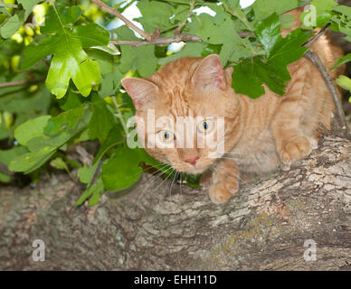 Orange Tabbykatze spähen durch Blätter oben in einem Baum Stockfoto