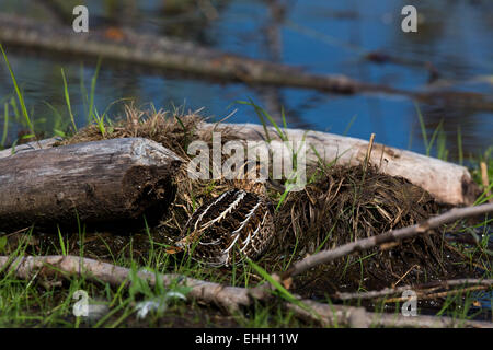 Wilson's Snipe versucht zu verbergen Stockfoto