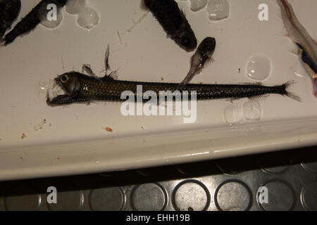 Wissenschaftler sind aus der Tiefsee in 500 bis 1000 Metern im Atlantischen Ozean ein Viperfisch Schleppnetzfischerei. Stockfoto