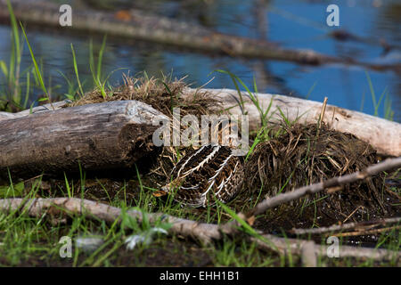 Wilson's Snipe versucht zu verbergen Stockfoto