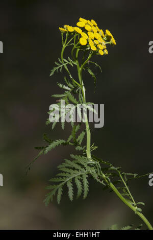 Gemeinsamen Rainfarn Tanacetum vulgare Stockfoto