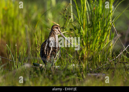 Wilson's snipe Stockfoto