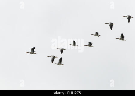 Graugans (Anser Anser) im Formationsflug Stockfoto