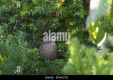 Weibliche Amsel (Turdus Merula) im Versteck Stockfoto