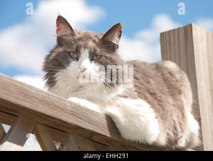 Glückskatze ruht auf Veranda Geländer gegen bewölkten Frühlingshimmel, Blick auf den Betrachter verdünnt Stockfoto