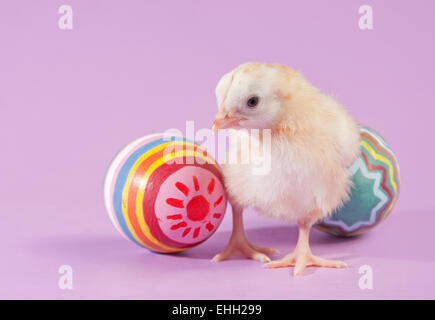 Entzückende gelbe Osterküken mit zwei bunt bemalten Eiern Stockfoto