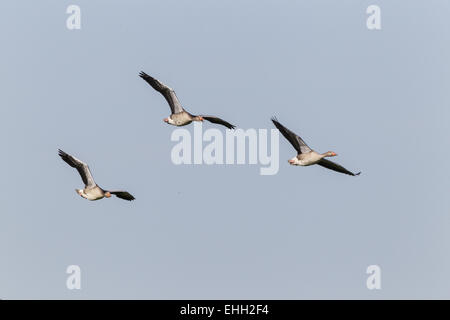 Graugans (Anser Anser) im Formationsflug Stockfoto