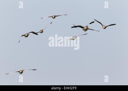 Graugans (Anser Anser) im Formationsflug Stockfoto