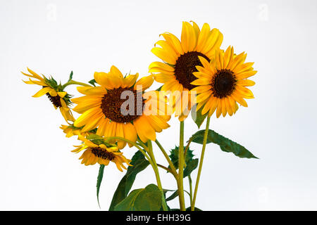 Schöne helle Sonnenblumen isoliert auf weißem Hintergrund Stockfoto
