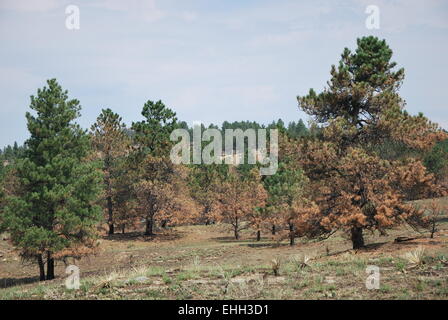 Black Hills nach Wildfire Stockfoto