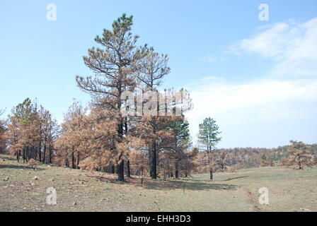 Black Hills nach Wildfire Stockfoto