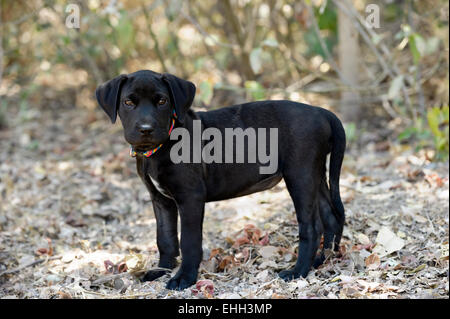 Einen schwarzen Welpen mit schönen Augen, die im Wald stehen. Stockfoto