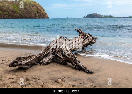 Treibholz am Strand in der Form des Tieres Stockfoto