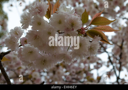 Kirschblüten am Yoshinoyama, Nara, Japan, 2014. Yoshino Berg berühmt Hanami Anzeigebereich. Stockfoto