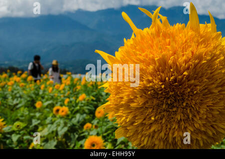 Ein paar schlendern Sie durch Akeno Stadt Sunflower Felder in der Nähe von Yatsugatake im Hokuto, Yamanashi, Japan, Sommer 2014 Stockfoto