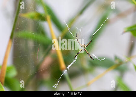 Schwarz und gelb Argiope Spider Web im Garten Stockfoto