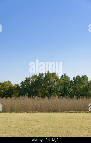 Rasen-Feld und Bäume mit klaren Himmel in Wolseong in Gyeongju Stockfoto