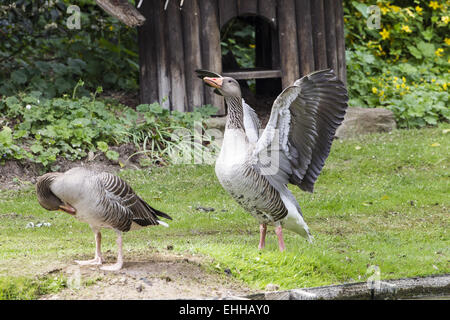 Graugans (Anser anser) Stockfoto