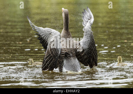 Graugans (Anser anser) Stockfoto