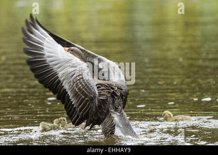 Graugans (Anser anser) Stockfoto