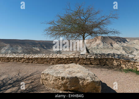 Einsamer Baum in der Wüste, Israel Stockfoto