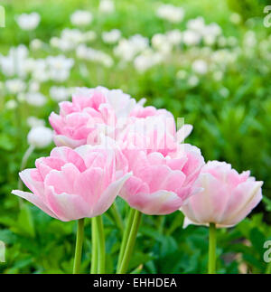 Rosa Tulpen auf einem Hintergrund von grünem Rasen Stockfoto