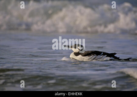 Common Murre Stockfoto