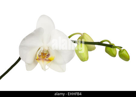 Zwei Tage alte weiße Orchidee isoliert auf weißem Hintergrund. Closeup. Stockfoto