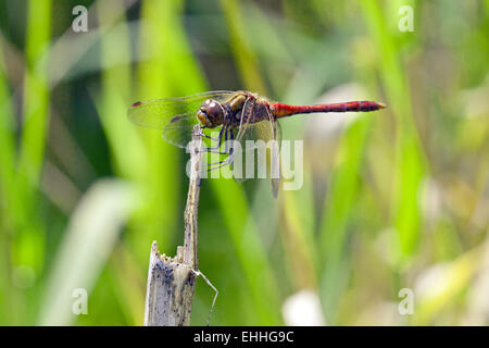 Schnauzbärtigen Darter, Sympetrum vulgatum Stockfoto